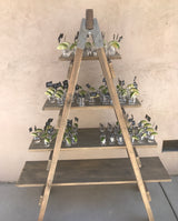 Farmhouse Rustic Ladder Shelf